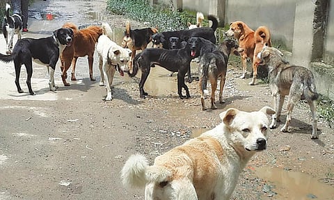 பெங்களூருவில் தெருநாய்களுக்கு நாள்தோறும் சிக்கன் ரைஸ் வழங்க மாநகராட்சி திட்டம்