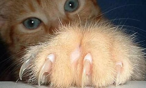 வளர்ப்பு பூனையின் நகம் கீறி காயமடைந்த சிறுமி உயிரிழப்பு- தடுப்பூசி போடப்பட்டும் பலியான பரிதாபம்