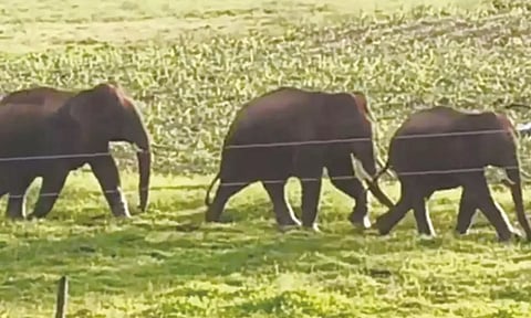 கூடலூரில் வீட்டு ஜன்னலை உடைத்து உணவு தேடிய யானை- பொதுமக்கள் அலறி அடித்து ஓட்டம்