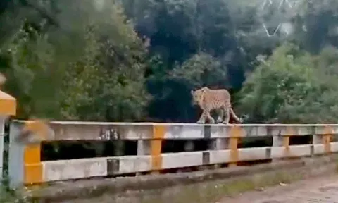 பாலத்தில் ஒய்யாரமாக நடந்து சென்ற சிறுத்தை- பொதுமக்கள், வாகனஓட்டிகள் அச்சம்