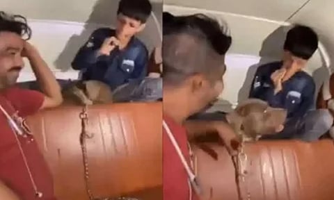 சிறுவனை பிட்புல் நாயை விட்டு கடிக்க விட்டு ரசித்த தொழிலதிபர் கைதாகி ஜாமினில் விடுவிப்பு