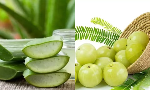 நெல்லிக்காய் - கற்றாழை: முடி வளர்ச்சிக்கு எது சிறந்தது?