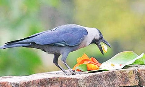 ஆடி அமாவாசை: காக்காவுக்கு உணவிடுங்கள்...