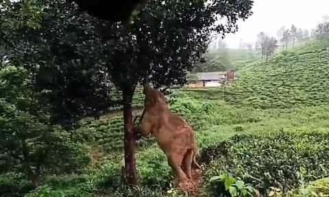 குட்டியின் பசி போக்க மரத்தில் ஏறி பலாப்பழம் பறித்த காட்டு யானை