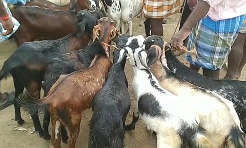 ஆடிப்பெருக்கையொட்டி வேப்பூர் வாரச்சந்தையில் ரூ.3 கோடிக்கு ஆடுகள் விற்பனை