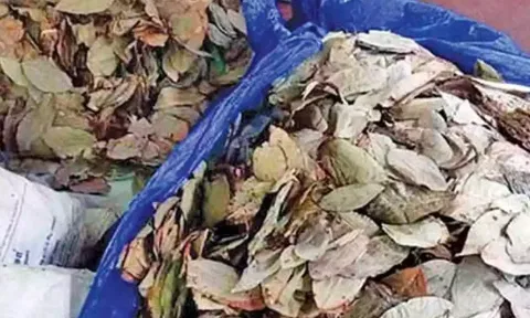 தூத்துக்குடி வழியாக இலங்கைக்கு படகு மூலம் கடத்த முயன்ற ரூ. 1 கோடி மதிப்பிலான பீடி இலைகள் பறிமுதல்