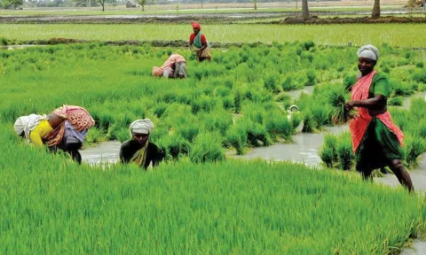 உரிய தேதியில் மேட்டூர் அணை திறக்கப்பட்டதால் டெல்டா மாவட்டங்களில் இலக்கை விஞ்சியது குறுவை நெல் சாகுபடி