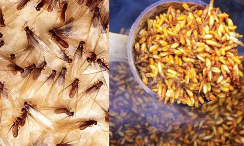 சத்துக்கள் நிறைந்த `ஈசல்'