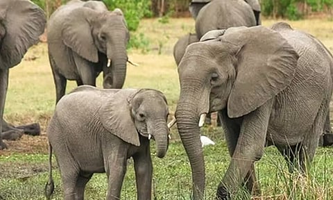 உலக யானைகள் தினம் இன்று...