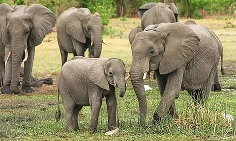 நவம்பர் 2023 முதல் ரெயில் மோதி ஒரு யானை கூட உயிரிழக்கவில்லை: வனத்துறை தகவல்