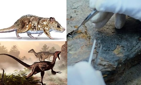 74 மில்லியன் ஆண்டுகளுக்கு முன்பு Dinosaur-களுடன் வாழ்ந்த புதிய உயிரினம் கண்டுபிடிப்பு!