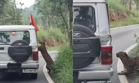 தேசிய பூங்காவில் Safari வாகனத்தை துரத்திச் சென்று சிறுவனை தாக்கிய சிறுத்தை - திடுக் வீடியோ