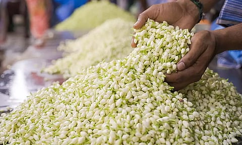 மல்லிகை பூவுக்குள் இத்தனை மருத்துவ குணங்களா?