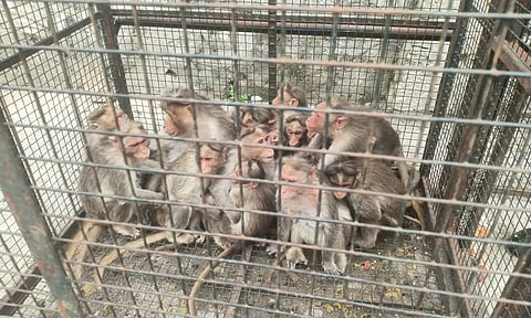 பொதுமக்களுக்கு இடையூறு ஏற்படுத்திய குரங்குகள் சிக்கின- குடியிருப்பு வாசிகள் நிம்மதி