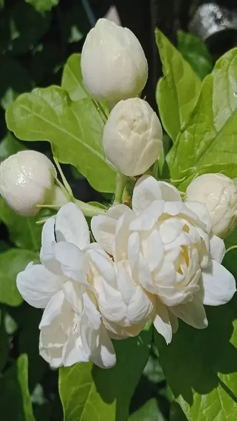 மல்லிகை பூவுக்குள் இத்தனை மருத்துவ குணங்களா?