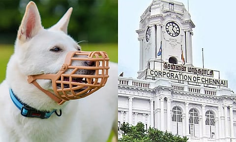வளர்ப்பு நாய் உரிமையாளர்களுக்கு கட்டுப்பாடுகள் - சென்னை மாநகராட்சி உத்தரவு