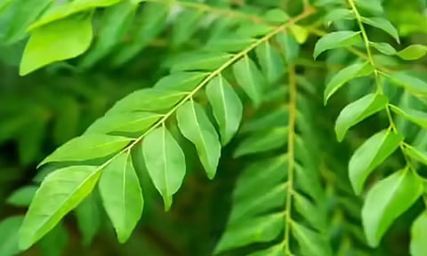 கறிவேப்பிலையின் பயன்கள்