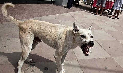 சிறுமியை கடித்து குதறிய தெரு நாய்- அரசு ஆஸ்பத்திரியில் தீவிர சிகிச்சை