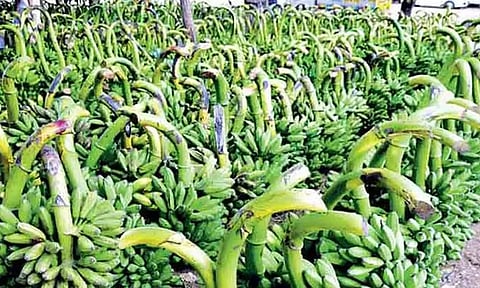 கேரள வியாபாரிகள் வருகை குறைவு: வாழைத்தார்கள் விற்பனை வீழ்ச்சி