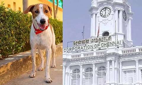வளர்ப்பு நாய்களுக்கு 'மைக்ரோ சிப்' கட்டாயம்  - மீறினால் ரூ.3000 வரை அபராதம் : மாநகராட்சி முடிவு