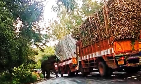 லாரியின் தார்ப்பாயை பிரித்து கரும்புகளை சுவைத்த ஒற்றை யானை