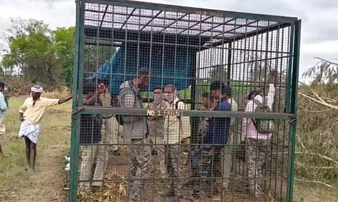 அட்டகாசம் செய்த புலியை பிடிக்கத் தவறிய வனத்துறை அதிகாரிகளை கூண்டில் அடைத்த கிராம மக்கள்!