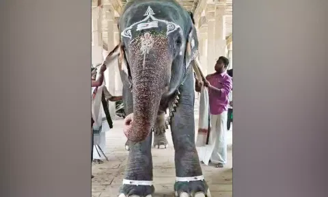 ஆதிகும்பேஸ்வரர் கோவில் யானைக்கு ரூ.2 லட்சத்தில் வெள்ளி கொலுசுகள்