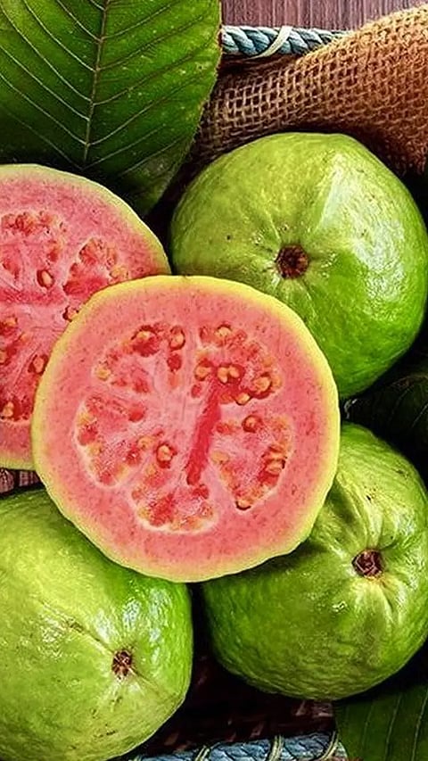 சிவப்பு கொய்யாப்பழம் சிறந்ததா பார்ப்போம்..