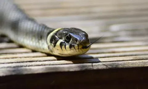 கூடுதல் வரதட்சணை கேட்டு  மருமகளை அறைக்குள் அடைத்து பாம்பை விட்டு கடிக்க வைத்த மாமியார்