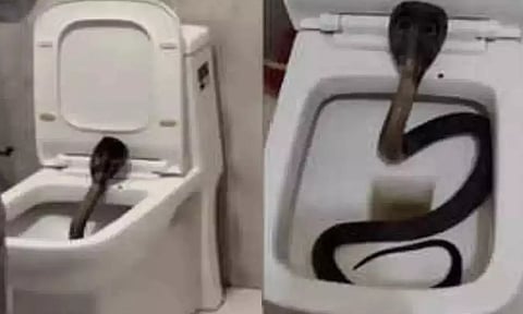 VIDEO: ஓட்டல் கழிவறை கோப்பைக்குள் இருந்து சீறிய நாகப்பாம்பு