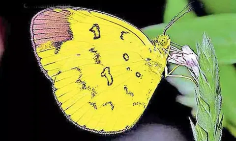 பெரியார் புலிகள் காப்பகத்தில் காணப்படும் புதிய பட்டாம்பூச்சிகளில் ஒன்றான சஹ்யாத்ரி புல் மஞ்சள்