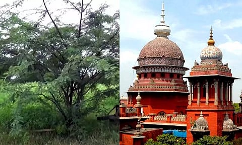 சீமை கருவேல மரங்களை அகற்ற உத்தரவிடக்கோரி வழக்கு: தமிழக அரசுக்கு உயர்நீதிமன்றம் கெடு..!