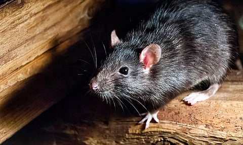 வீட்டில் எலி இருக்கிறதா? கல்லீரலில் பாதிப்பு ஏற்படும்- ஆய்வில் அதிர்ச்சி தகவல்