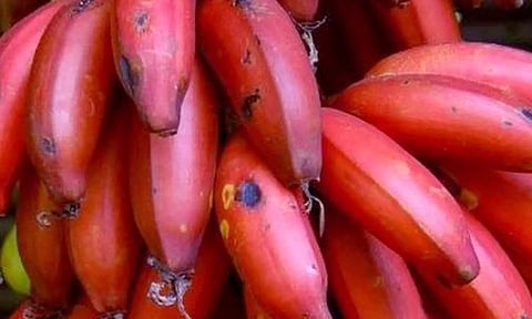 மாலைக்கண் நோயை குணமாக்கும் செவ்வாழைப்பழம்