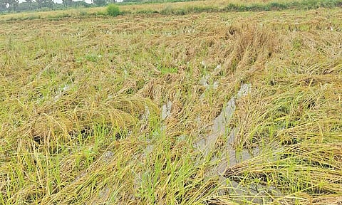 டெல்டா மாவட்டங்களில் கனமழை- ஆயிரக்கணக்கான ஏக்கர் நெற்பயிர்கள் நீரில் மூழ்கின