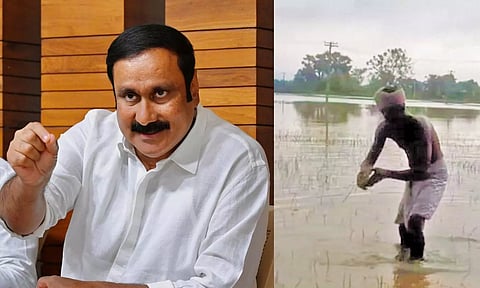 தி.மு.க அரசின் மெத்தனத்தாலேயே நெற்பயிர்கள் மழையில் மூழ்கியுள்ளன- அன்புமணி