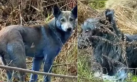 Chernobyl அணுசக்தி நிலையம் அருகே வினோதம்.. நீல நிறமாக மாறிய நாய்கள்!