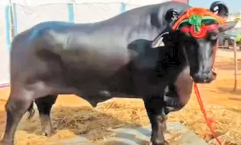 புஷ்கர் கால்நடை கண்காட்சிக்கு வந்த எருமை மாட்டின் விலை ரூ.23 கோடி!