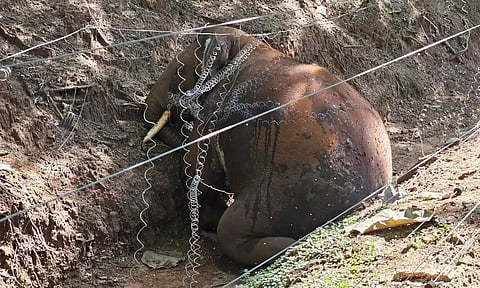 மேட்டுப்பாளையத்தில் மின்கம்பியில் சிக்கி ஆண் காட்டு யானை உயிரிழப்பு