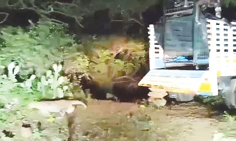 கம்பி வேலியில் சிக்கி உயிருக்கு போராடிய சிறுத்தை- மயக்க ஊசி செலுத்தி வனத்துறையினர் சிகிச்சை