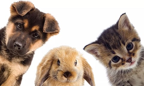 நாய், பூனை உள்ளிட்ட செல்லப்பிராணிகளை வளர்ப்பவர்களுக்கு இவ்வளவு நன்மையா!