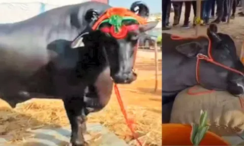 ராஜஸ்தானில் கால்நடை கண்காட்சிக்கு வந்த ரூ.21 கோடி மதிப்பிலான எருமை உயிரிழப்பு