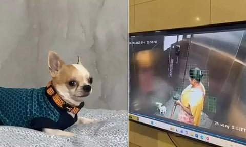 வளர்ப்பு நாயை அடித்துக் கொன்ற பெண் கைது- வீடியோ வெளியாகி பரபரப்பு