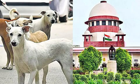 பேருந்து நிலையங்களில் இருந்து நாய்களை அப்புறப்படுத்த வேண்டும்- உச்சநீதிமன்றம் உத்தரவு