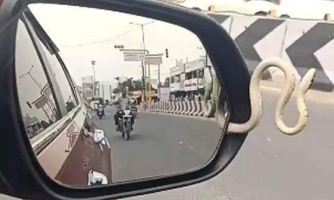 VIDEO: எனக்கும் குளிரும் இல்ல...  கார் கண்ணாடியில் இருந்து பாய்ந்த பாம்பு- அதிர்ச்சியில் உறைந்த டிரைவர்