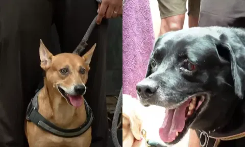 சென்னை மாநகராட்சியில் செல்லப்பிராணிகளுக்கு சிறப்பு முகாம்