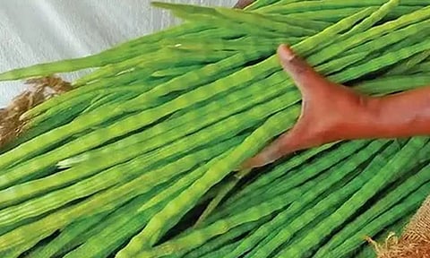 கேரளாவில் முருங்கைக்காய் விலை கிலோ ரூ.600 ஆக உயர்வு