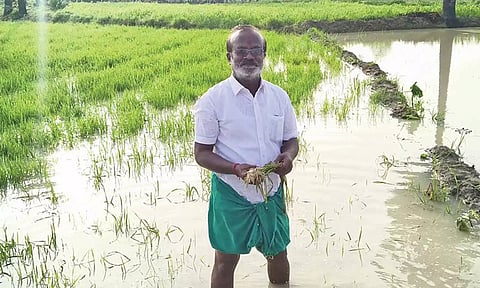 விளாத்திகுளம் அருகே மழைநீரில் மூழ்கிய 1500 ஏக்கர் பயிர்கள்- விவசாயிகள் வேதனை