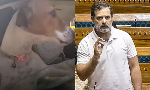 நாடாளுமன்றத்திற்கு நாய்க்குட்டியுடன் வந்த காங்கிரஸ் எம்.பி.; ஆதரவாக கருத்து தெரிவித்த ராகுல் காந்தி!