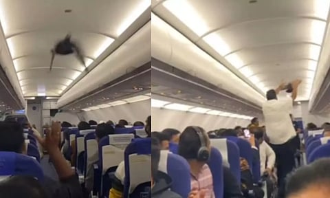 இதுகளும் சதி பண்ணுதே.. 'இண்டிகோ' விமானதிற்குள் சிறகடித்து பறந்த புறா - வைரல் வீடியோ